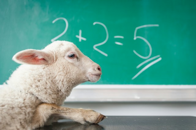 “Elimende Inagella’s photo of a school sheep”